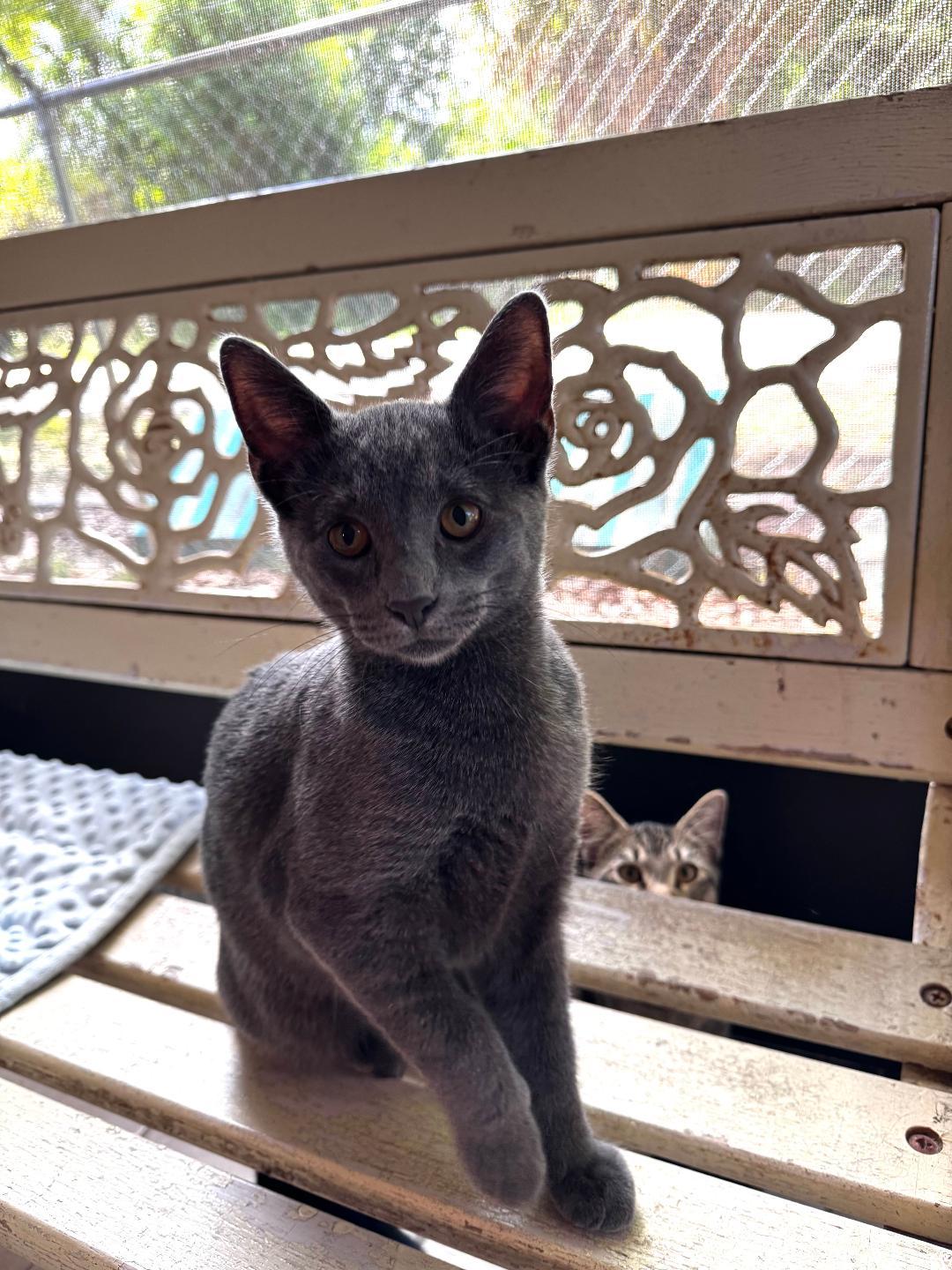 Asher, an adoption pending Domestic Short Hair in Ruskin, FL image 1/2