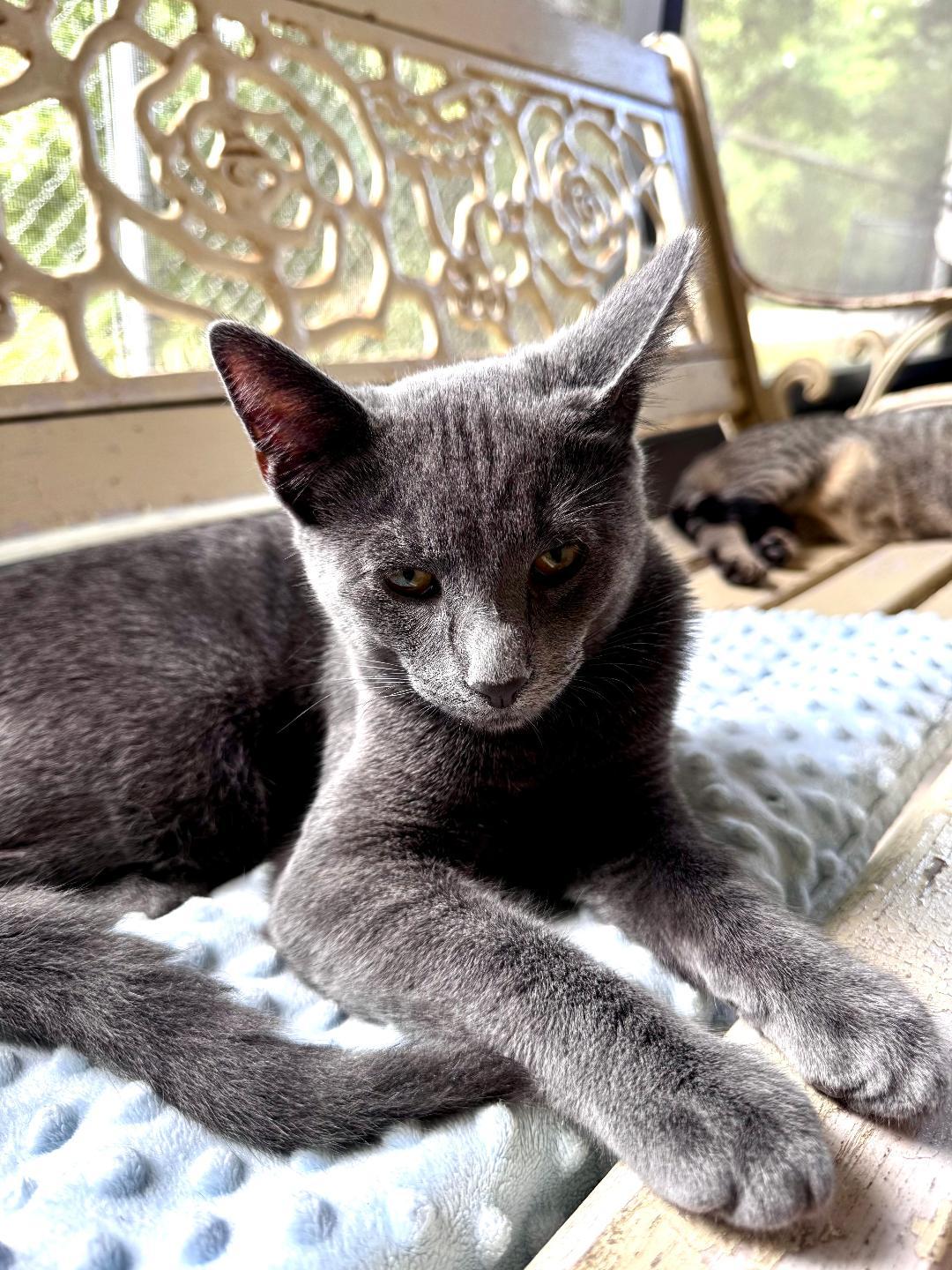 Asher, an adoption pending Domestic Short Hair in Ruskin, FL image 2/2