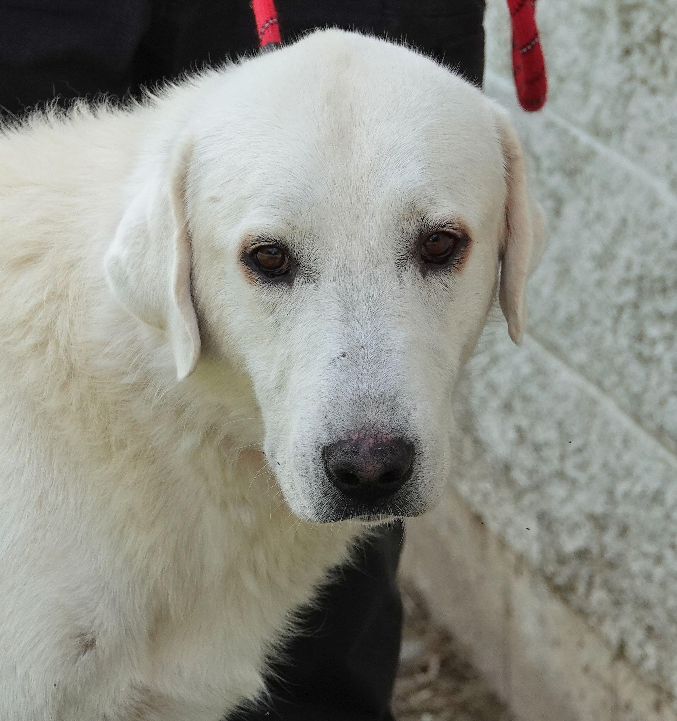 Brooks, Adult Male unknown
