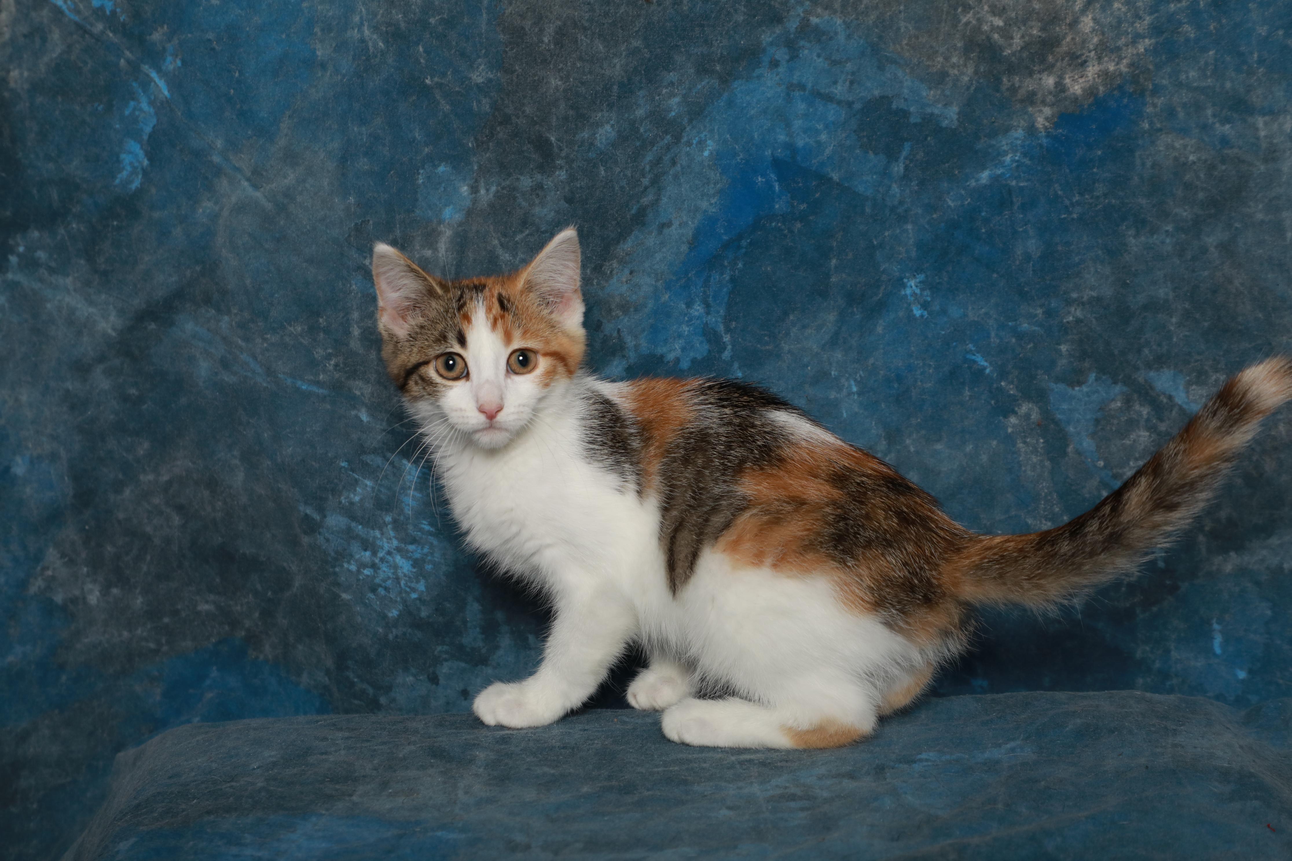 Dinamite, Adoptable, Kitten Female Domestic Short Hair.