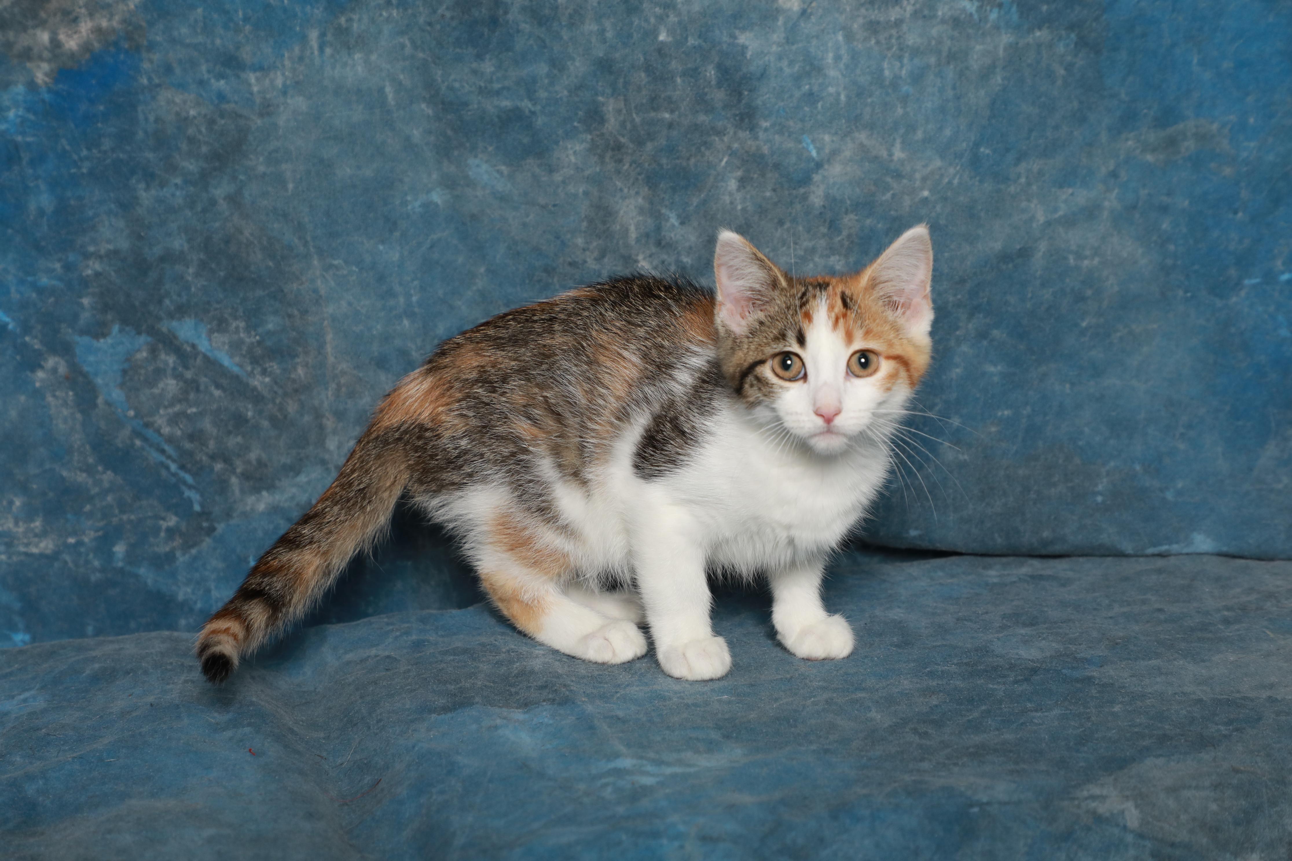 Dinamite, a Adoptable Domestic Short Hair in Rock Falls, IL image 2/2