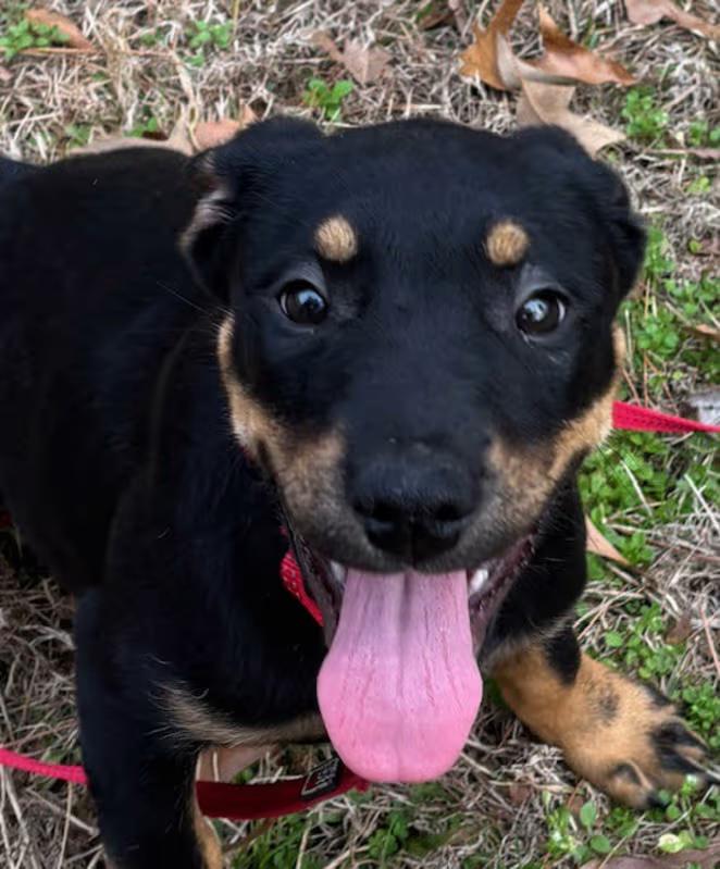 Enlarge Nadine Cray, an adopted mixed breed in Watertown, CT image 4/4