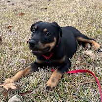 Enlarge Nadine Cray, an adopted mixed breed in Watertown, CT image 3/4