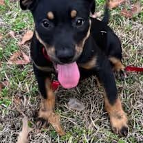 Enlarge Nadine Cray, an adopted mixed breed in Watertown, CT image 2/4