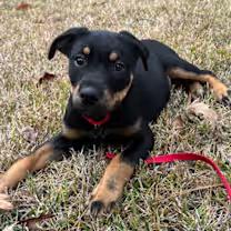 Enlarge Nadine Cray, an adopted mixed breed in Watertown, CT image 1/4