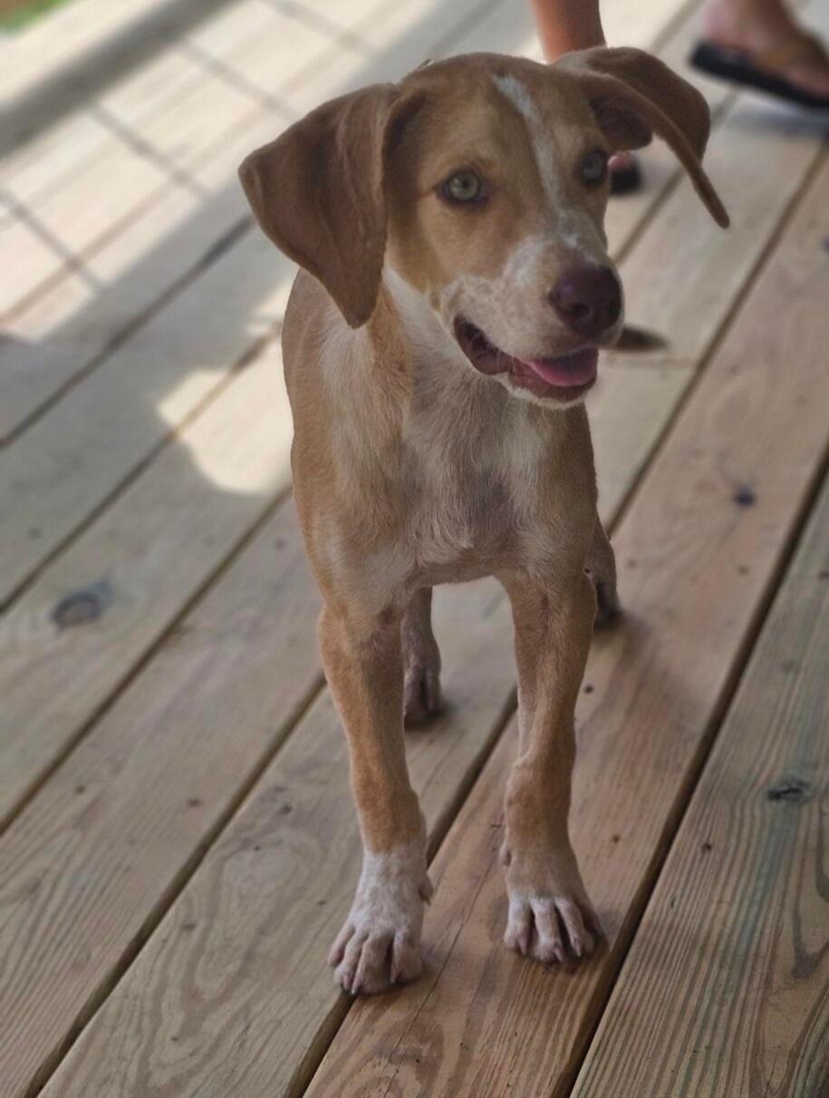 Enlarge Biscuit, a Adopted mixed breed in Gainesboro, TN image 1/3