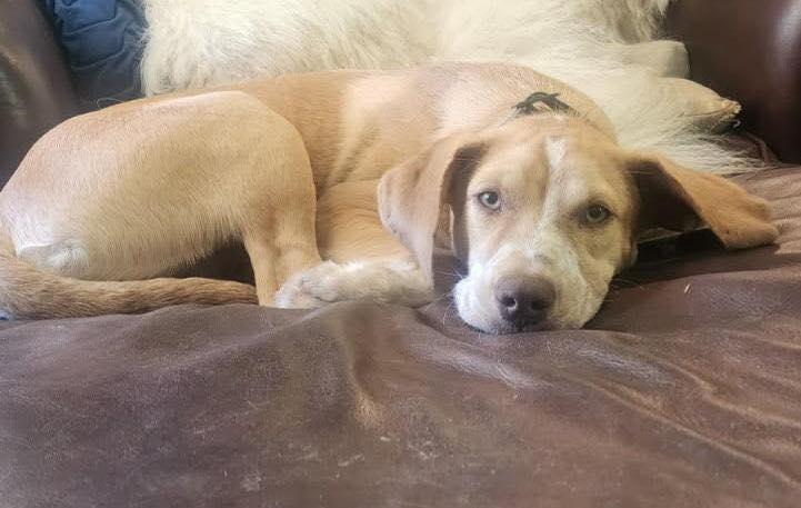 Enlarge Biscuit, a Adopted mixed breed in Gainesboro, TN image 2/3