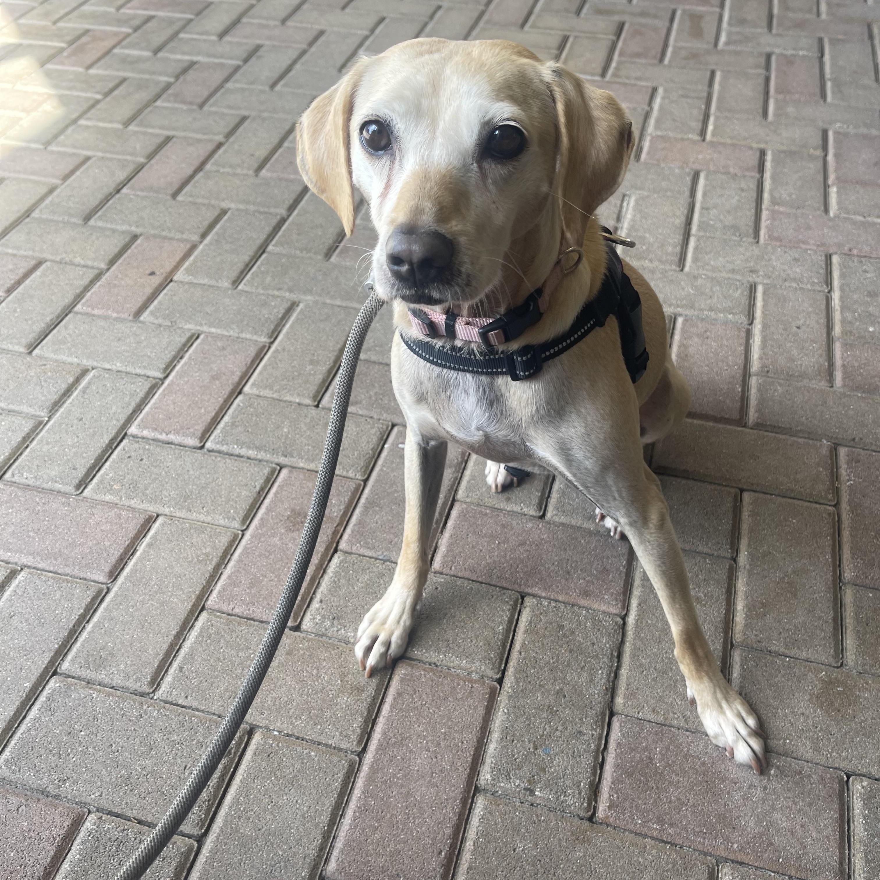 Enlarge Ginger, a Adoptable mixed breed in West Hollywood, CA image 3/6