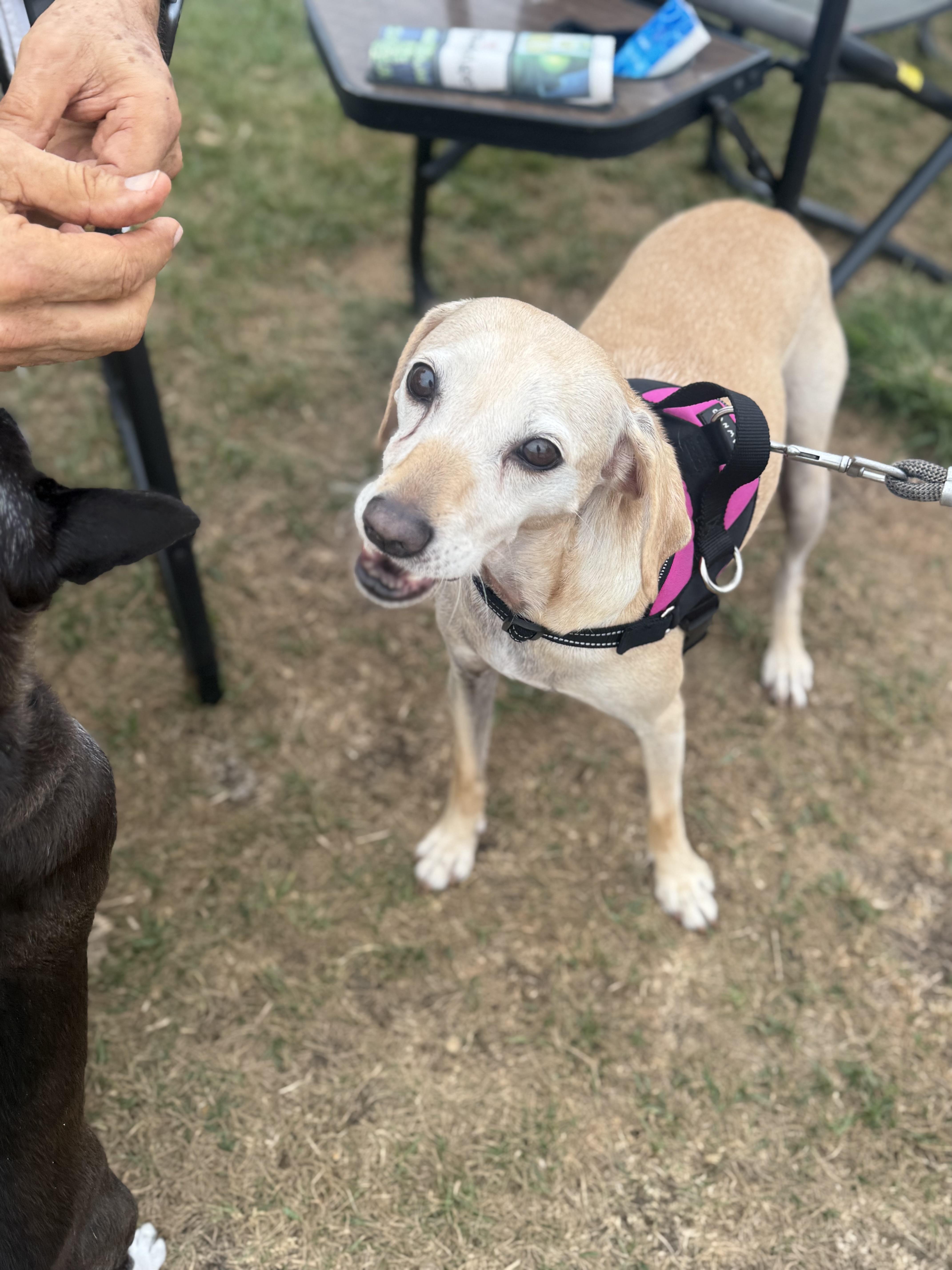 Enlarge Ginger, a Adoptable mixed breed in West Hollywood, CA image 2/6