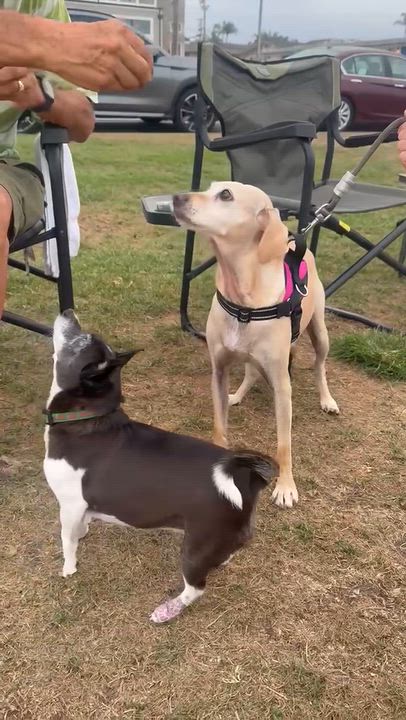 Enlarge Ginger, a Adoptable mixed breed in West Hollywood, CA video 5/6
