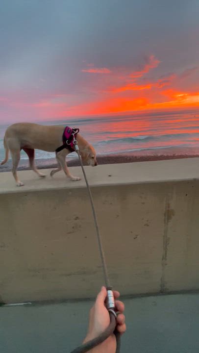 Enlarge Ginger, a Adoptable mixed breed in West Hollywood, CA video 4/6