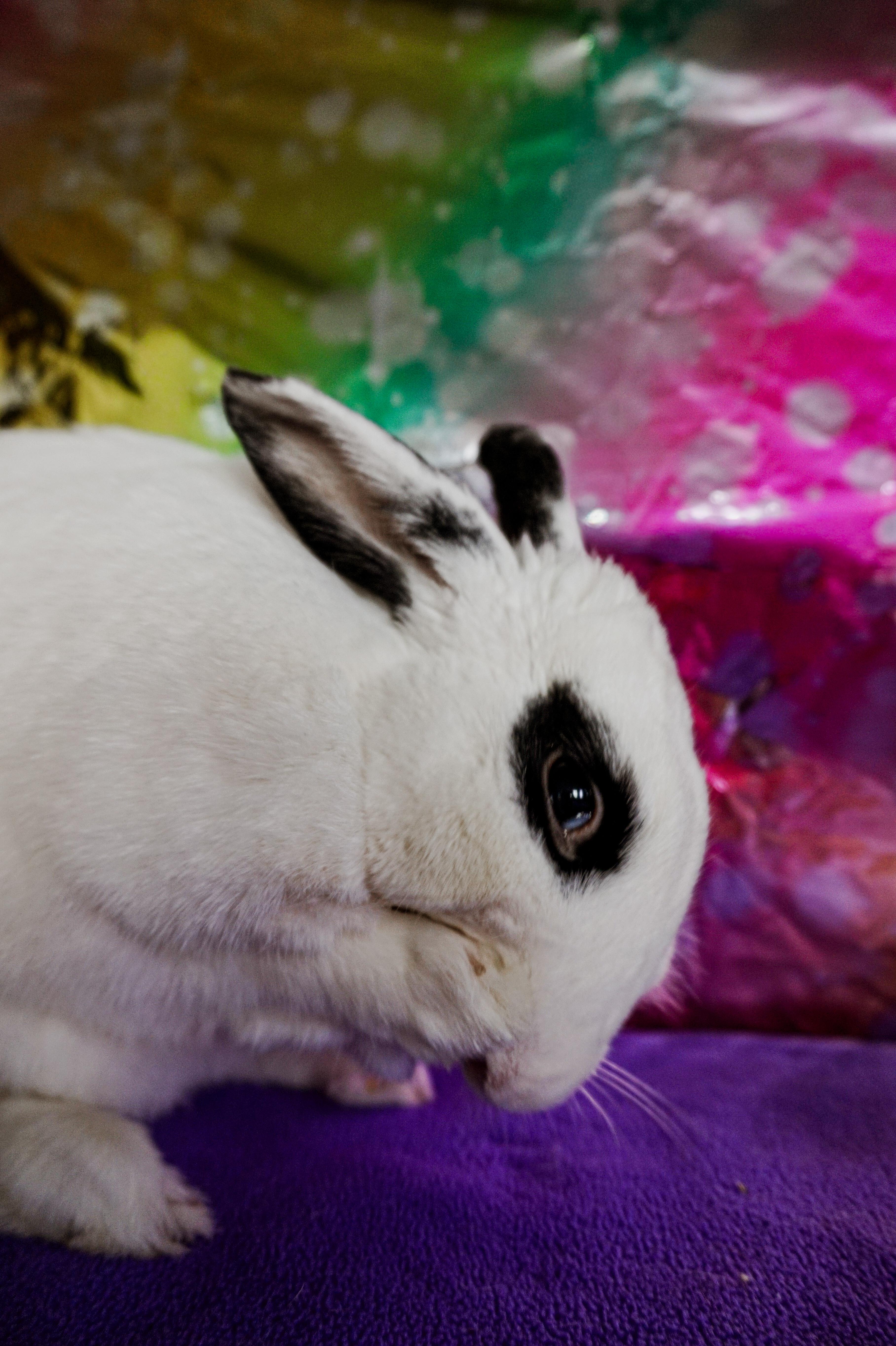 Enlarge Ryan, a ADOPTABLE English Spot in Long Beach, CA image 3/3