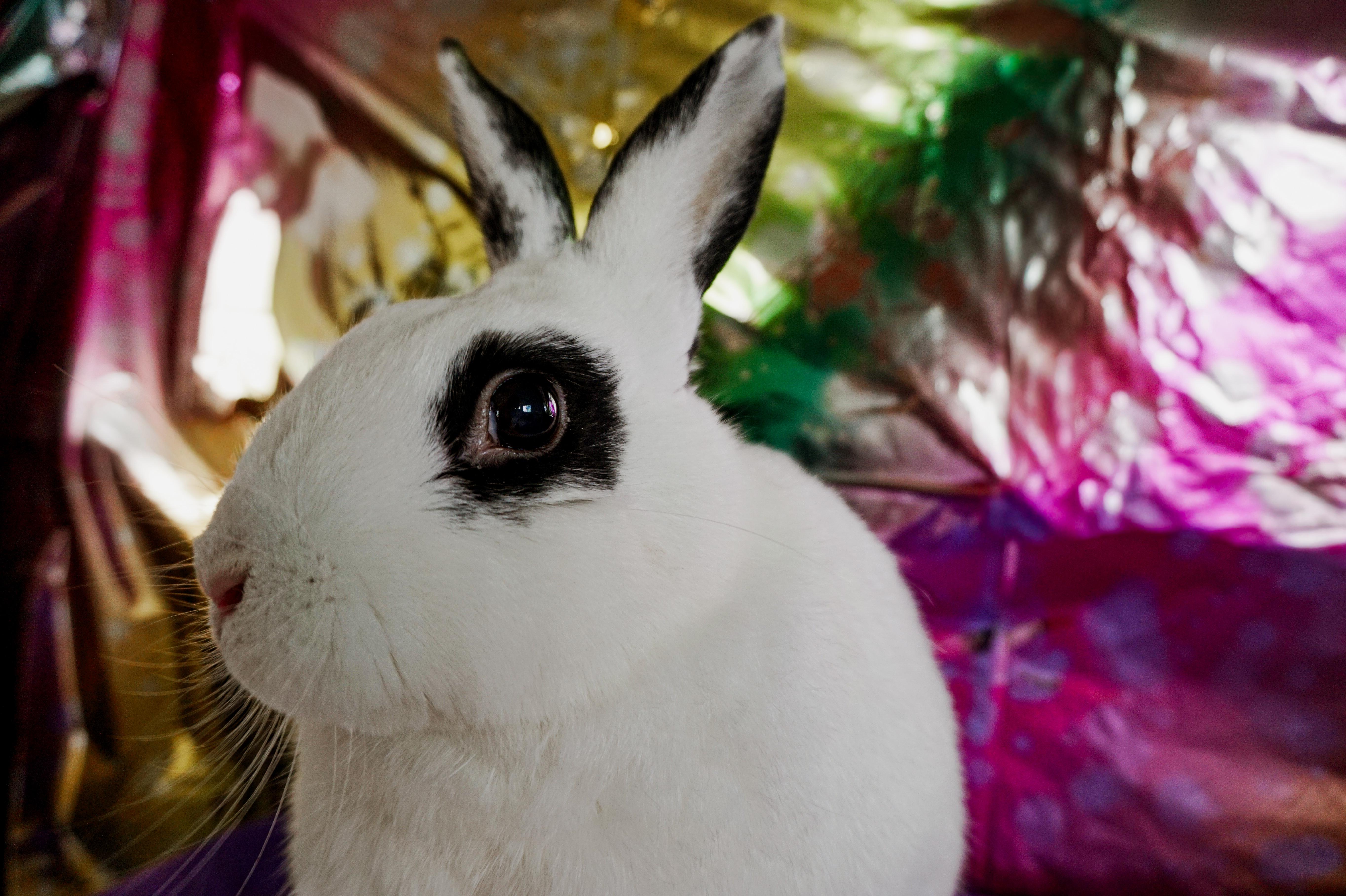 Enlarge Ryan, a ADOPTABLE English Spot in Long Beach, CA image 1/3