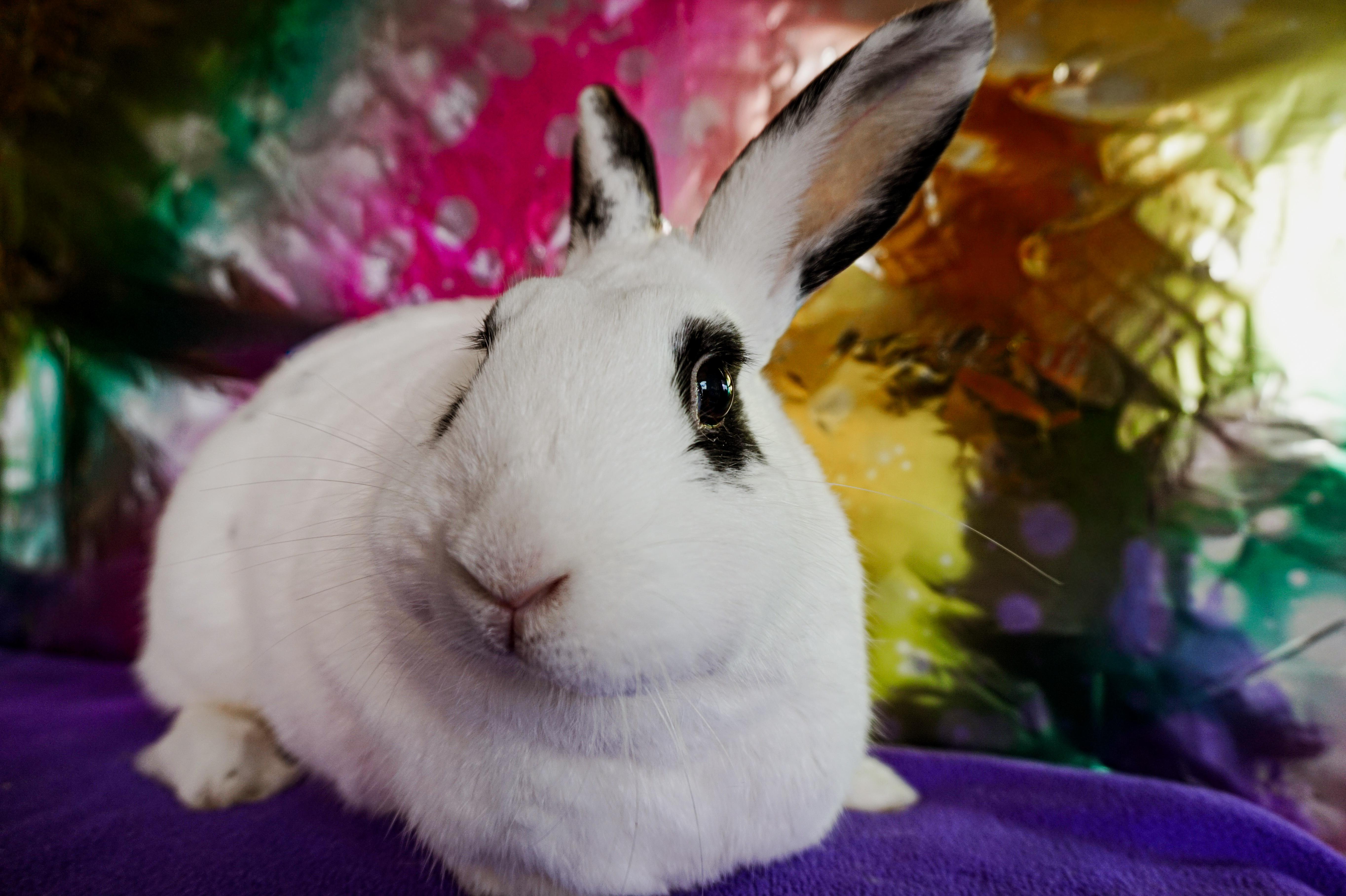 Enlarge Ryan, a ADOPTABLE English Spot in Long Beach, CA image 2/3