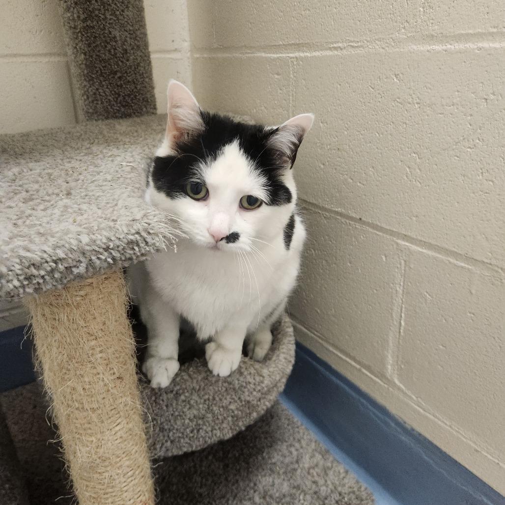 Enlarge Marilyn, a Adoptable Domestic Short Hair in Brockton, MA image 1/1