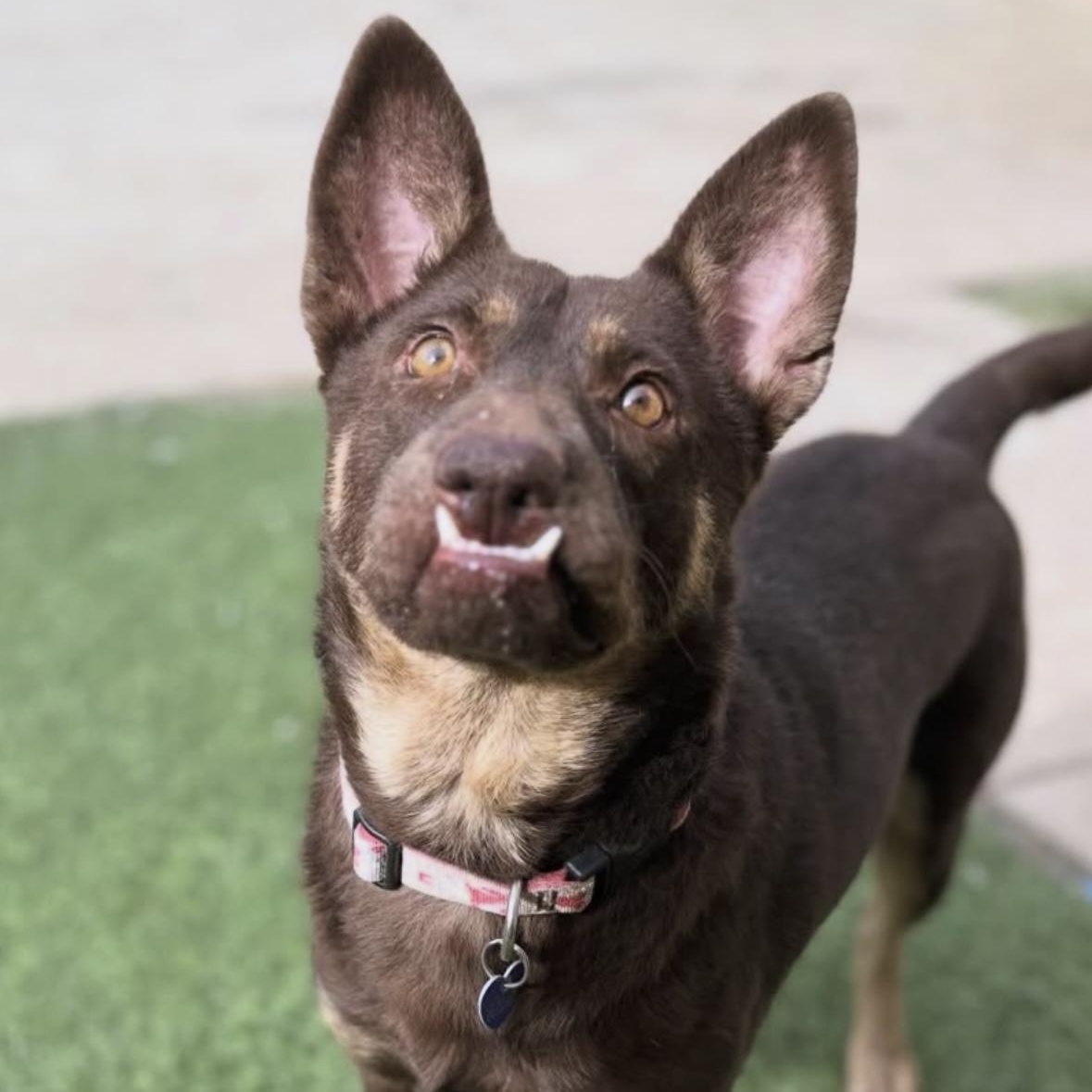 Enlarge Rico, a ADOPTABLE Mixed Breed in Los Angeles, CA image 5/5