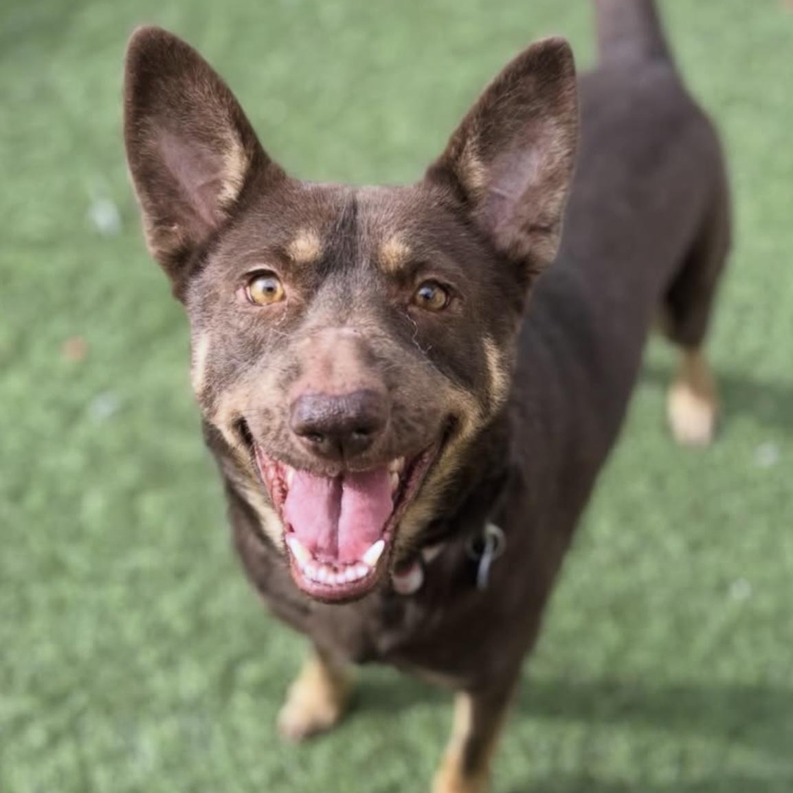 Enlarge Rico, a ADOPTABLE Mixed Breed in Los Angeles, CA image 1/5