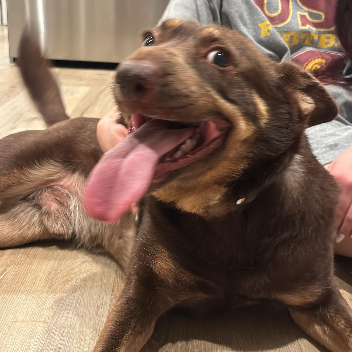 Enlarge Rico, a ADOPTABLE Mixed Breed in Los Angeles, CA image 3/5