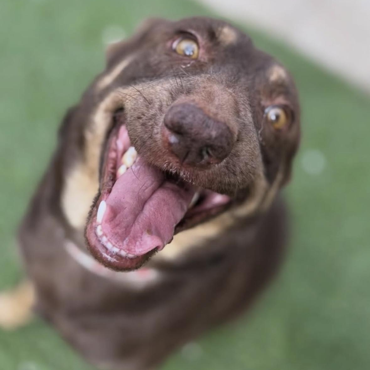 Enlarge Rico, a ADOPTABLE Mixed Breed in Los Angeles, CA image 4/5