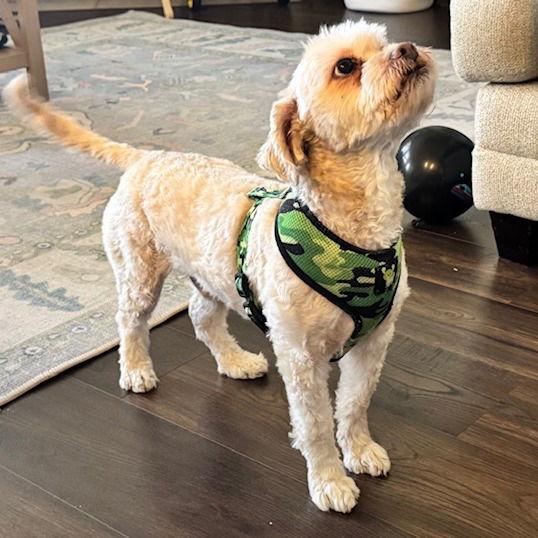 Teddy VII (New Digs) — thumbnail 2