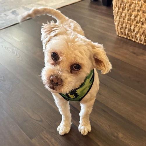 Teddy VII (New Digs) — thumbnail 3