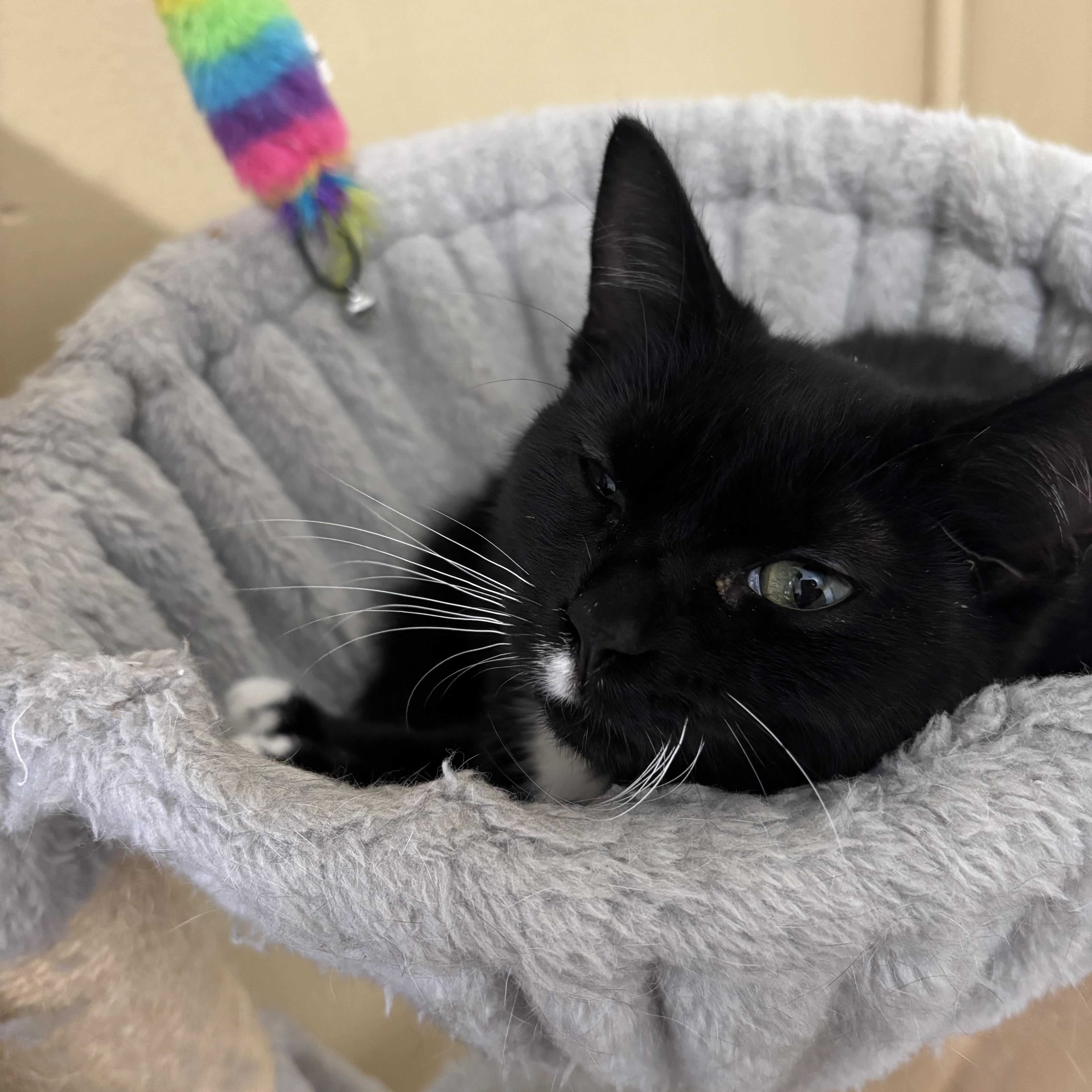 Juju and Saja, ADOPTABLE, Young Male Domestic Short Hair.