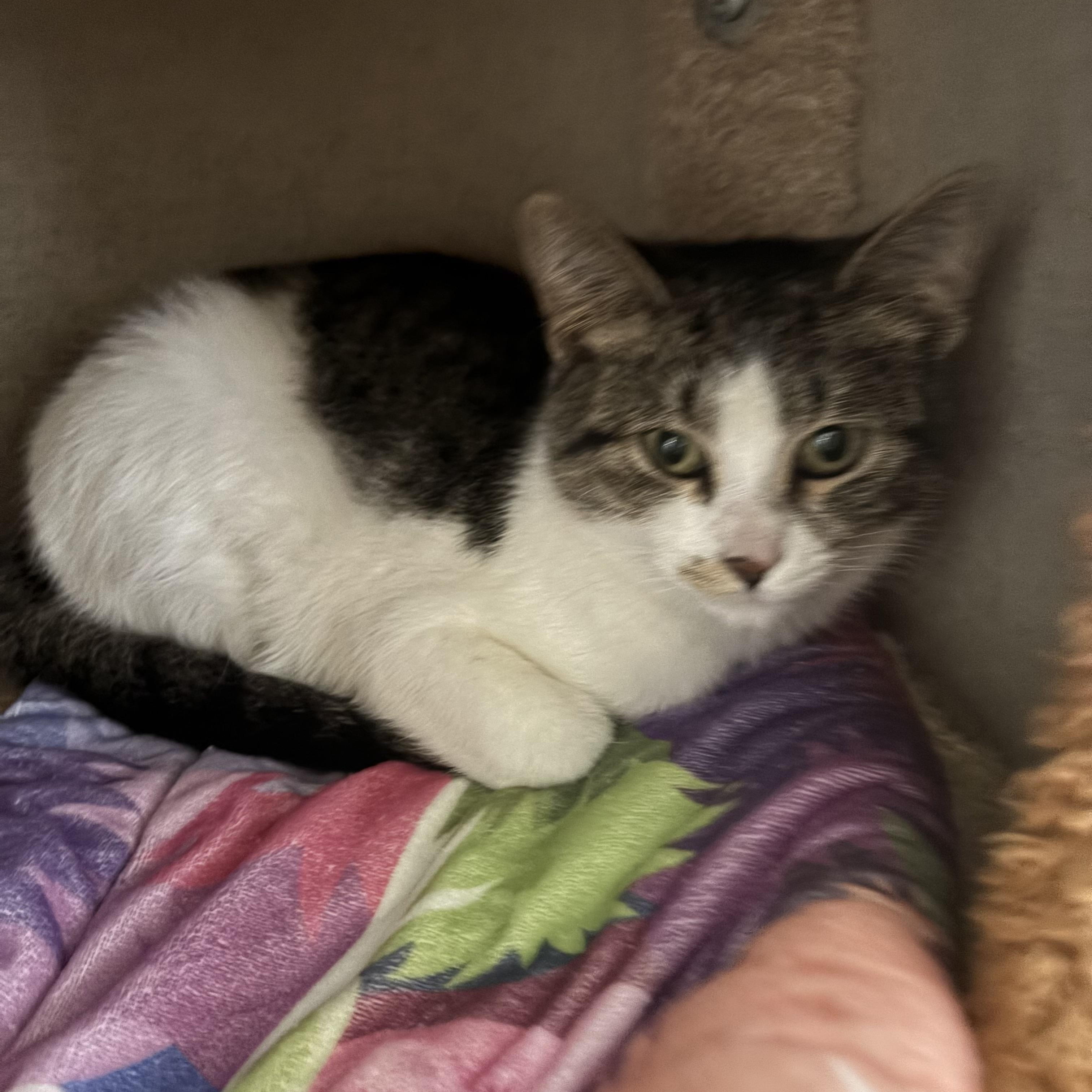 Enlarge Juni and Saja, a ADOPTABLE Domestic Short Hair in Grosse Ile, MI image 2/2