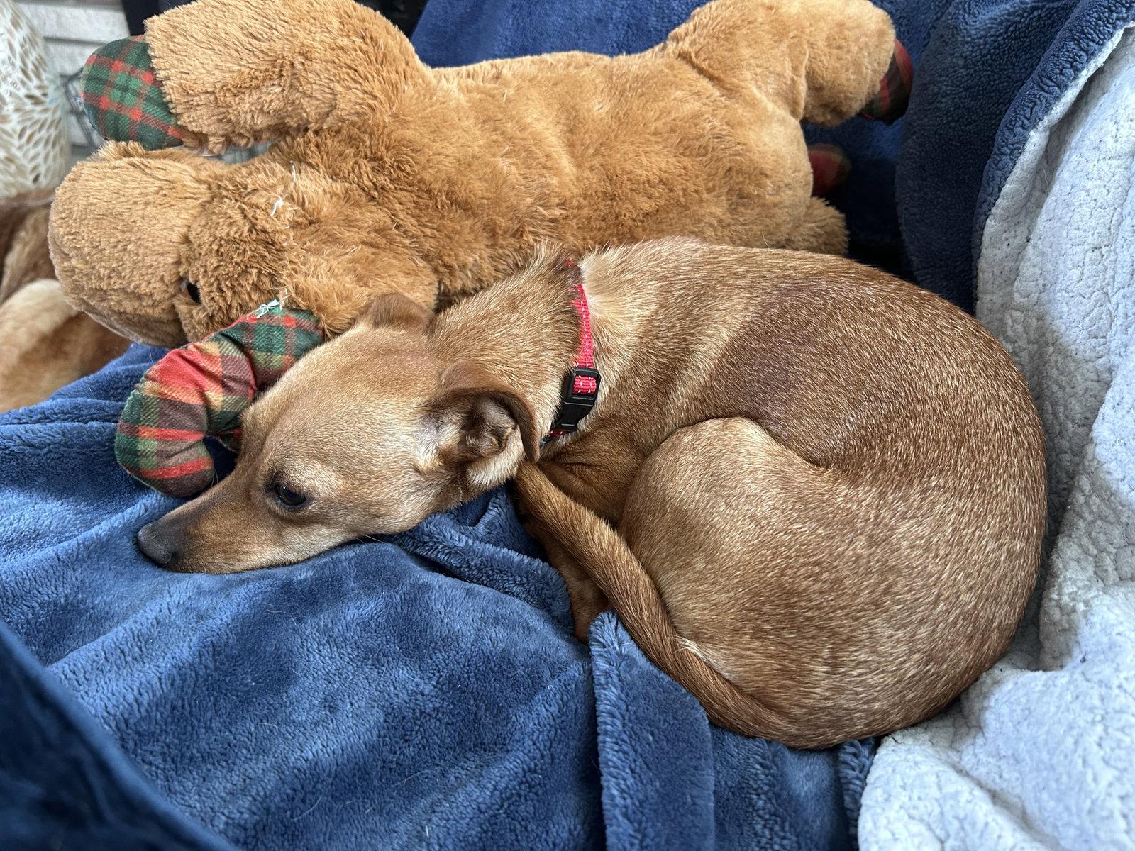 Poppi, Adoptable, Young Female Chihuahua.