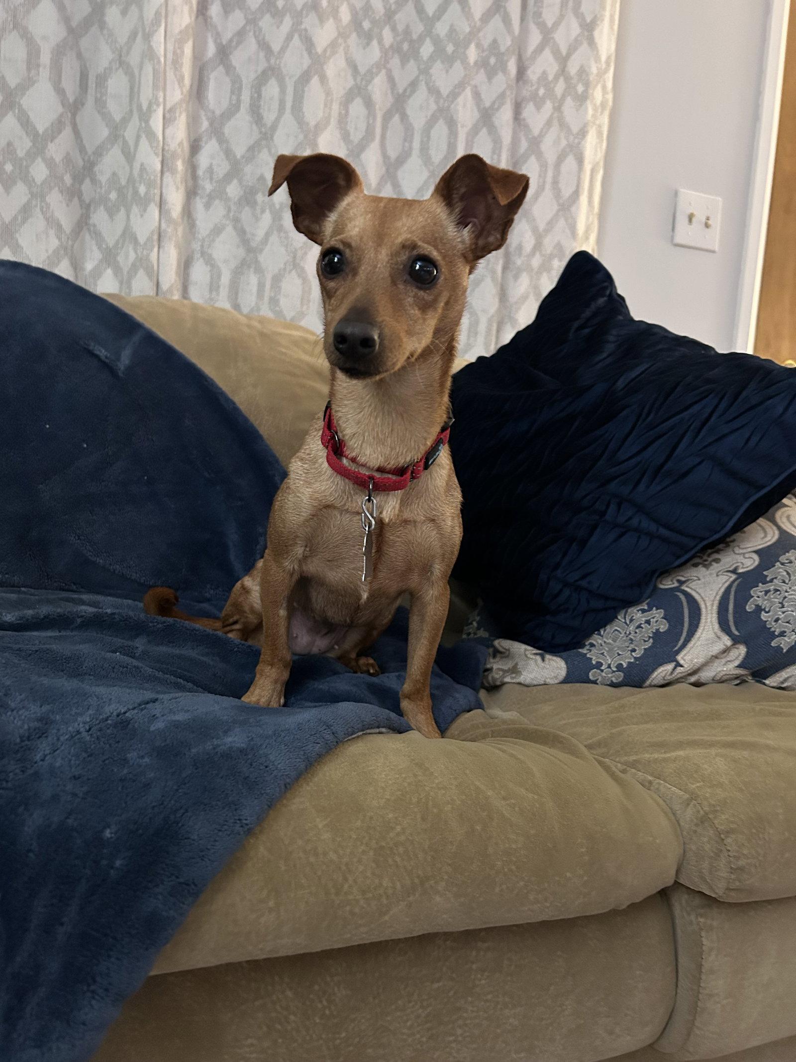 Enlarge Poppi, a Adoptable Chihuahua in Polson, MT image 2/2