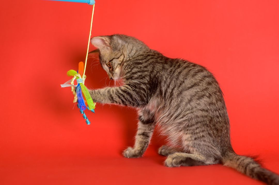 Theodore, Adopted, Kitten Male Domestic Short Hair & American Bobtail.