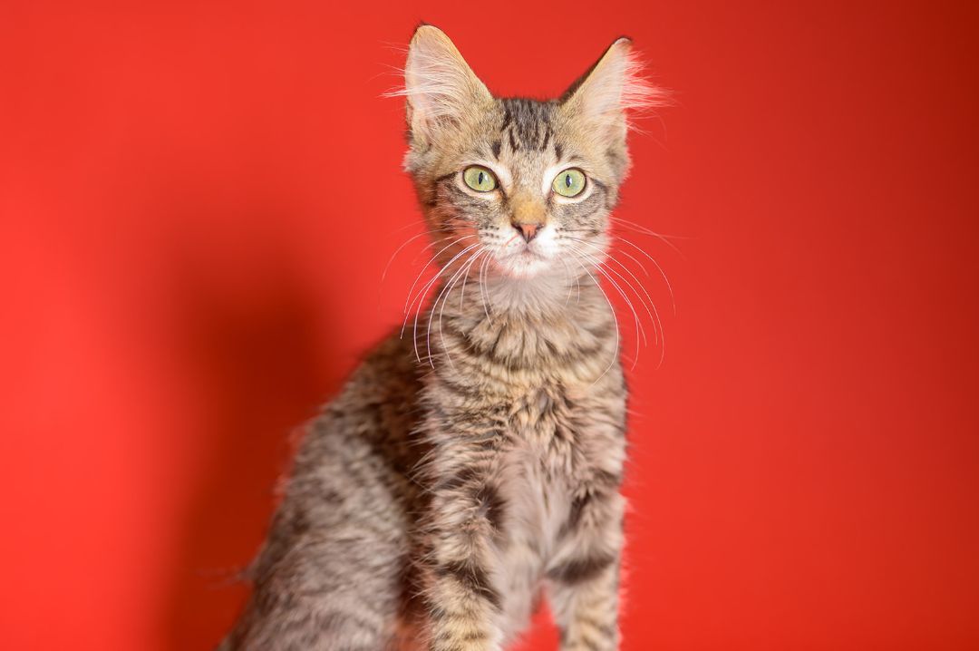 Theodore, a Adopted mixed breed in Youngstown, FL image 2/4