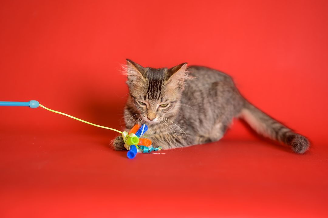 Theodore, a Adopted mixed breed in Youngstown, FL image 3/4