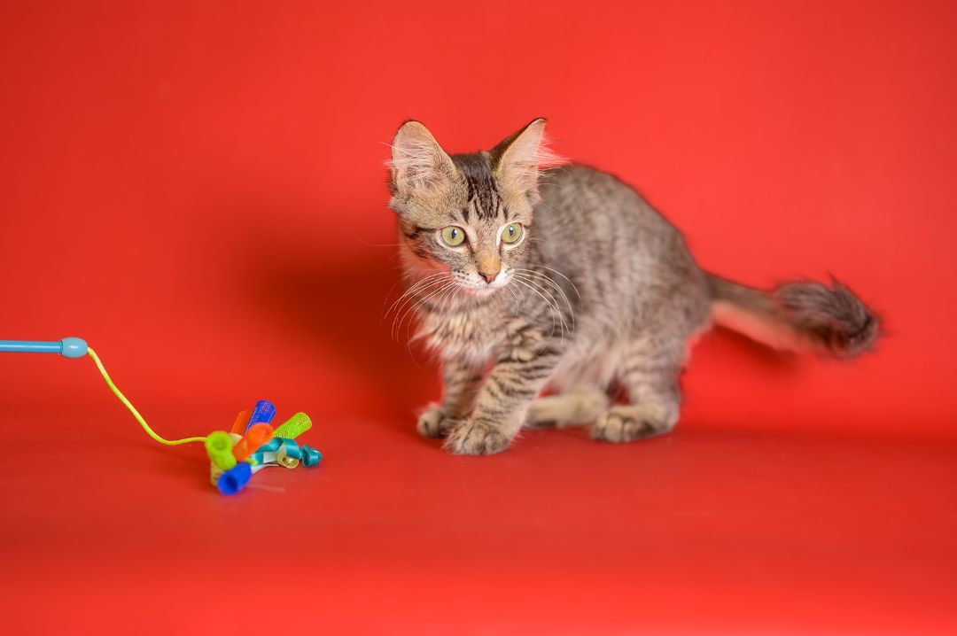 Theodore, a Adopted mixed breed in Youngstown, FL image 4/4