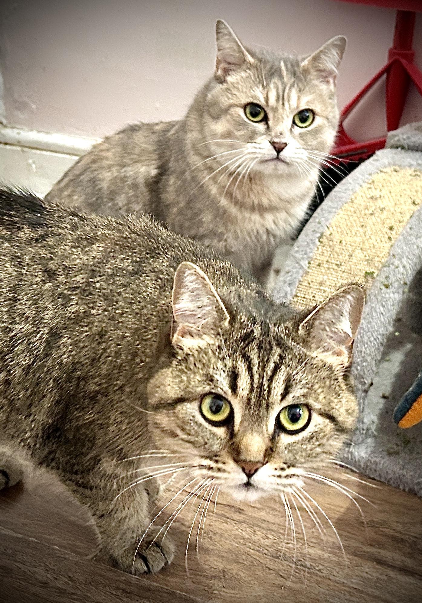 Enlarge Kira and Rocket, a ADOPTABLE Domestic Short Hair in Guelph, ON image 2/6
