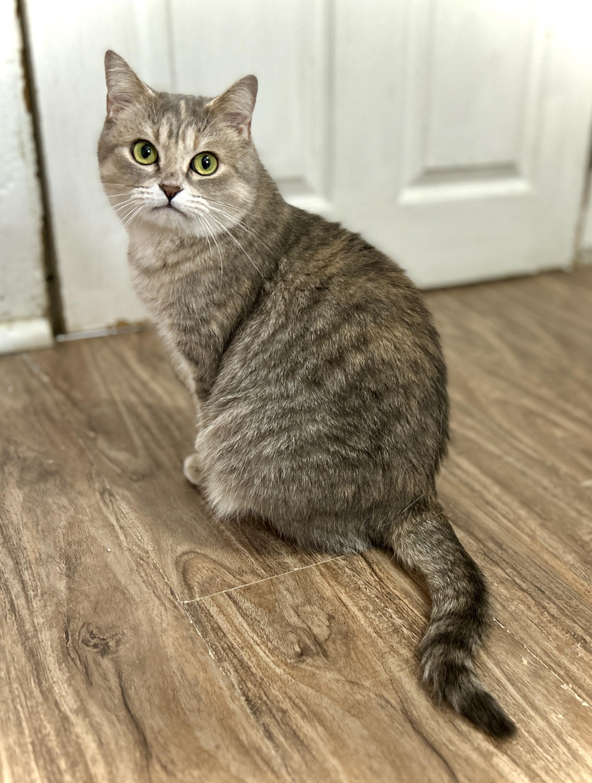 Enlarge Kira and Rocket, a ADOPTABLE Domestic Short Hair in Guelph, ON image 5/6