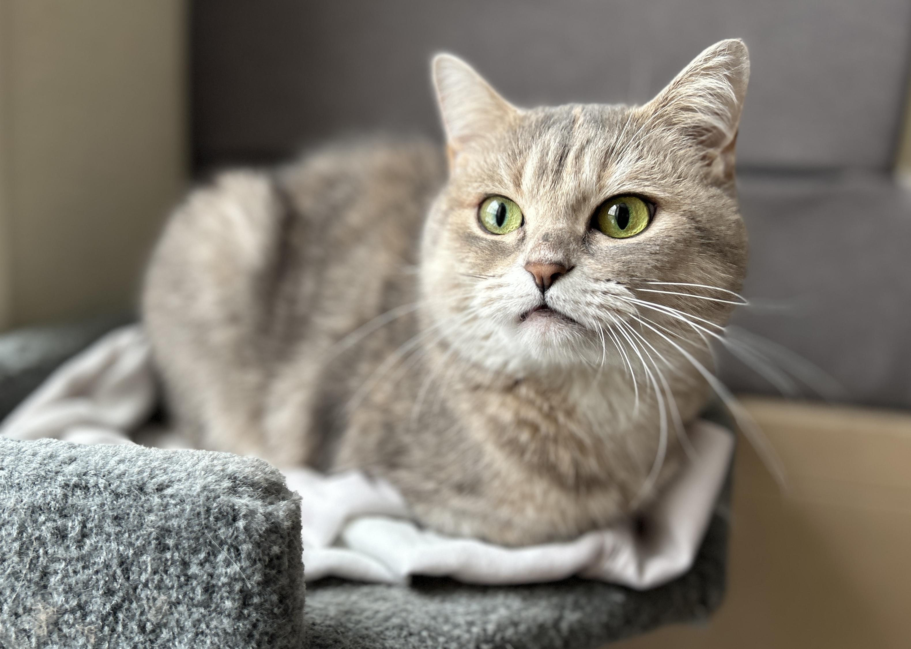 Enlarge Kira and Rocket, a ADOPTABLE Domestic Short Hair in Guelph, ON image 3/6