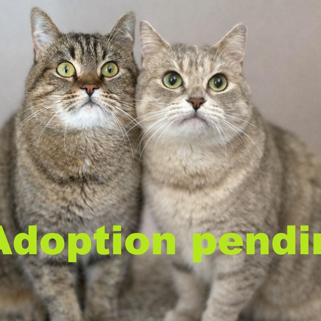 Enlarge Kira and Rocket, a ADOPTABLE Domestic Short Hair in Guelph, ON image 1/6