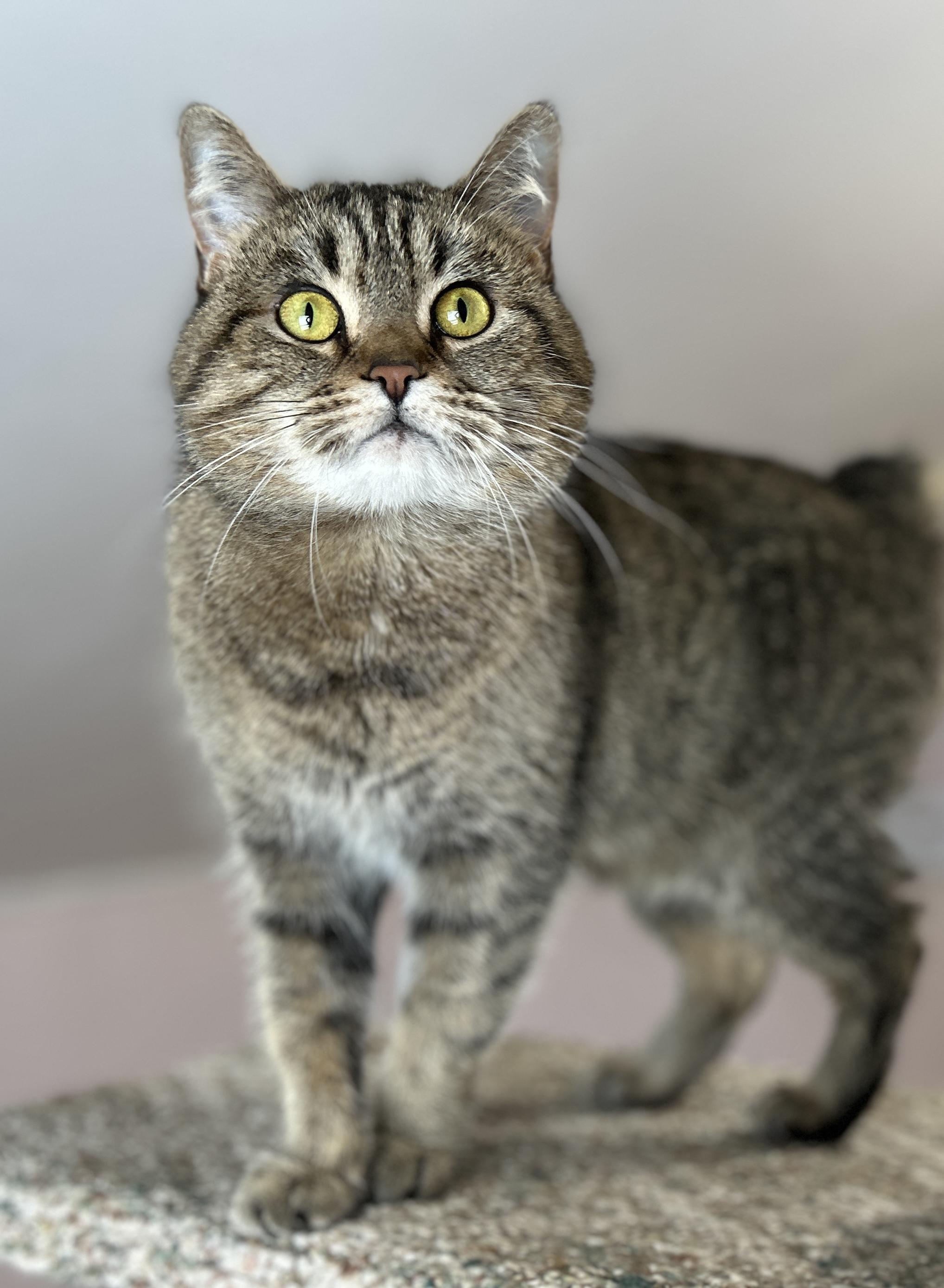 Enlarge Kira and Rocket, a ADOPTABLE Domestic Short Hair in Guelph, ON image 4/6