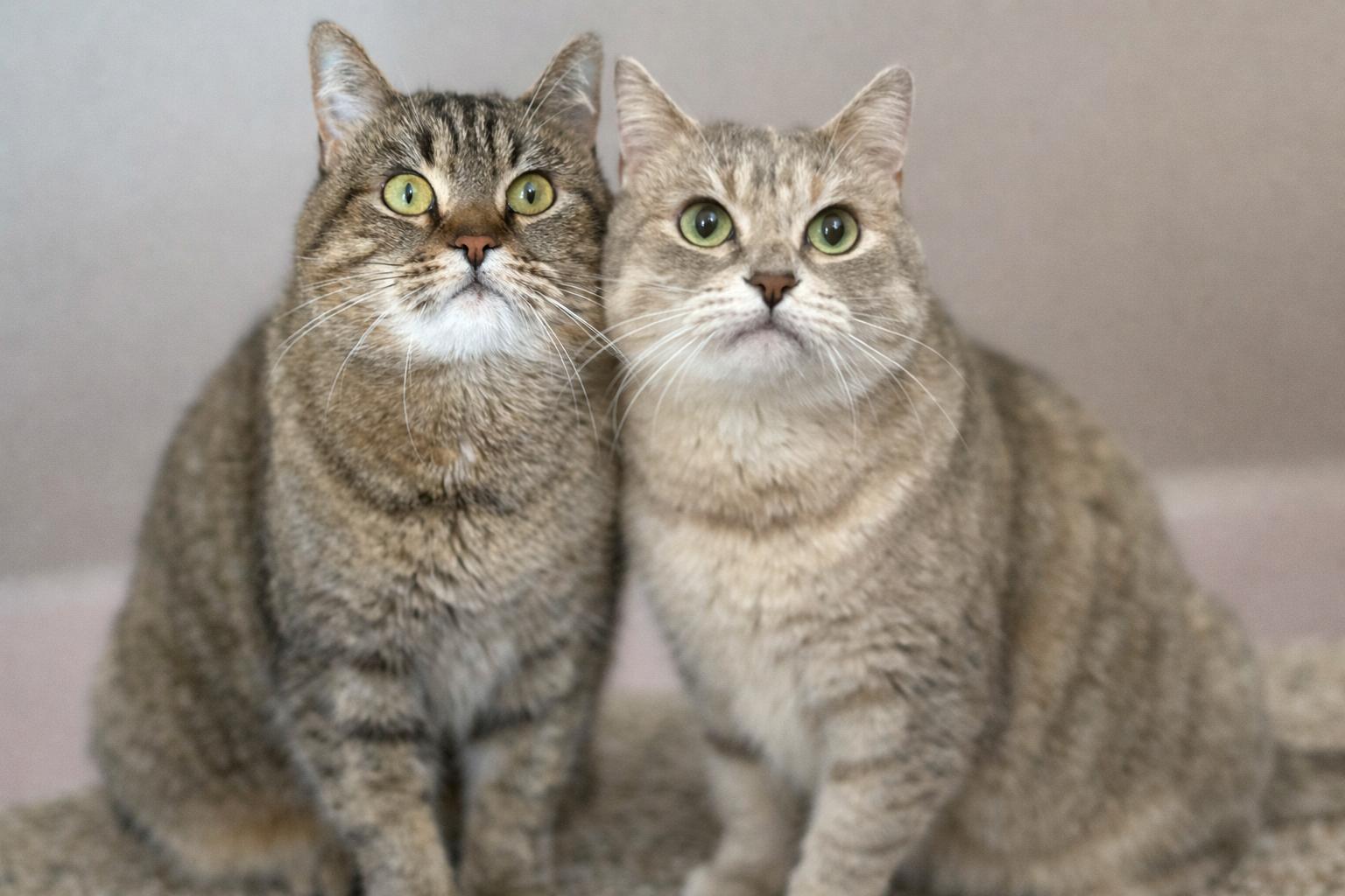 Kira and Rocket, ADOPTABLE, Adult Female Domestic Short Hair.