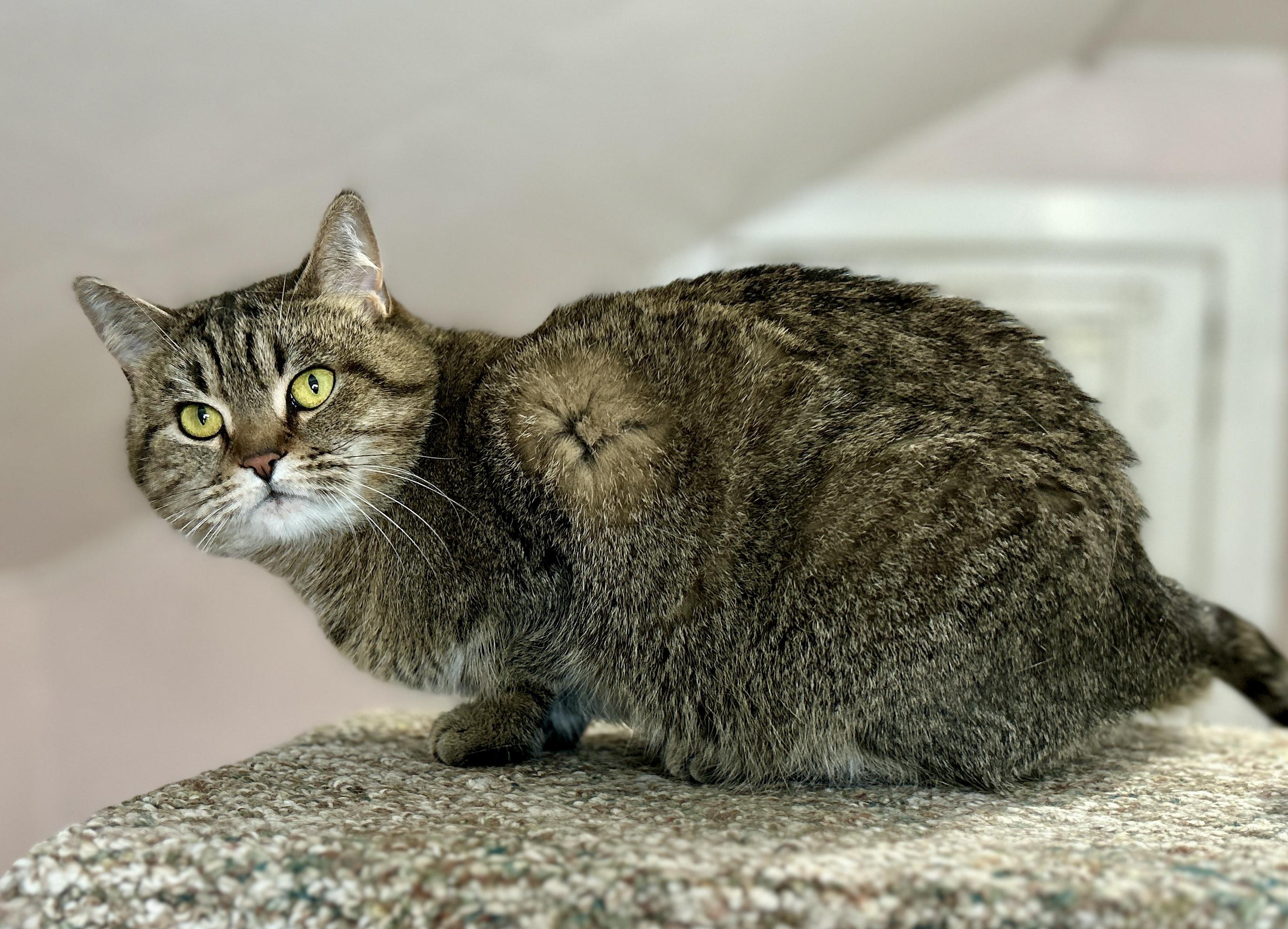 Enlarge Kira and Rocket, a ADOPTABLE Domestic Short Hair in Guelph, ON image 6/6