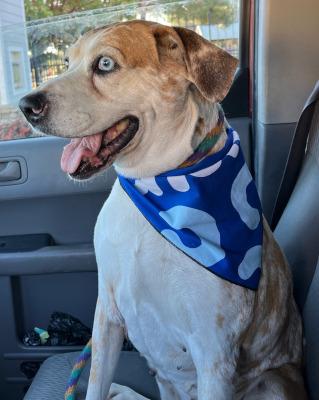 Daisy — thumbnail 2