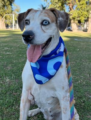 Daisy — thumbnail 3