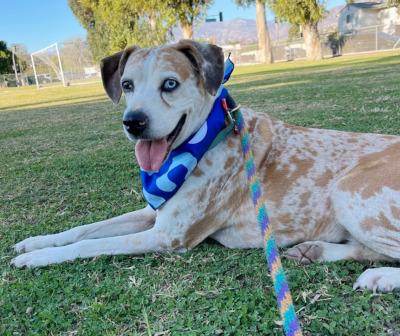 Daisy — thumbnail 4