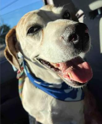 Daisy — thumbnail 5