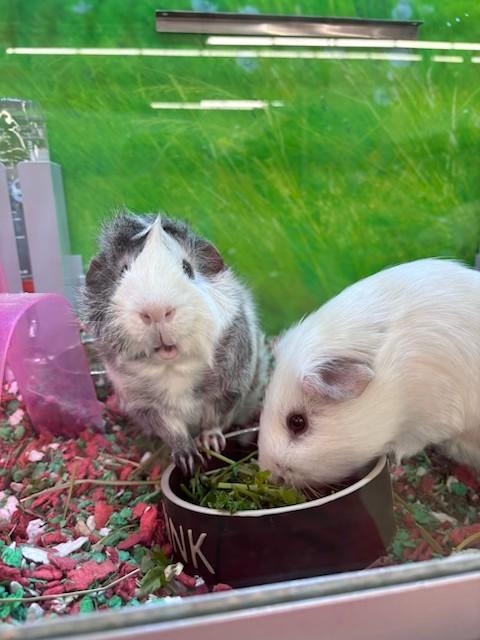 Milo and Shilo, a Adoptable Guinea Pig in Cambridge, MA image 1/3
