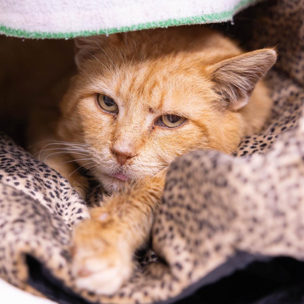 Enlarge Rudolph, a Adoptable Domestic Short Hair in Mentor, OH image 1/2