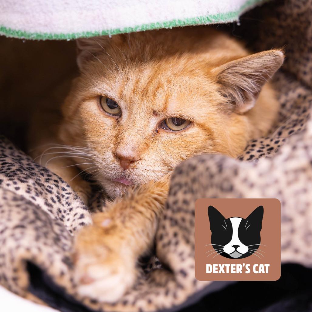 Enlarge Rudolph, a Adoptable Domestic Short Hair in Mentor, OH image 2/2