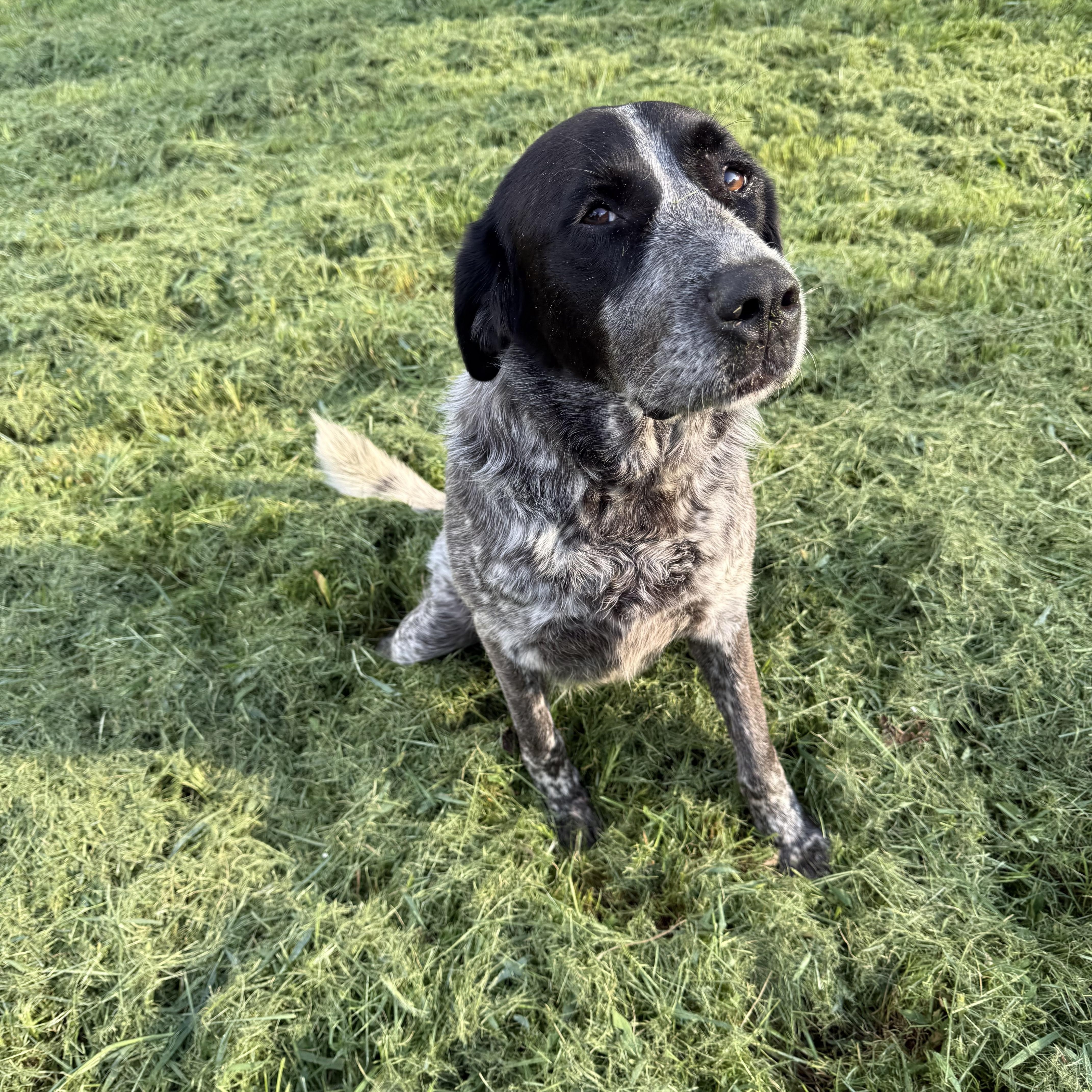 Remmie, a ADOPTABLE German Shorthaired Pointer in Middletown , CT image 1/4