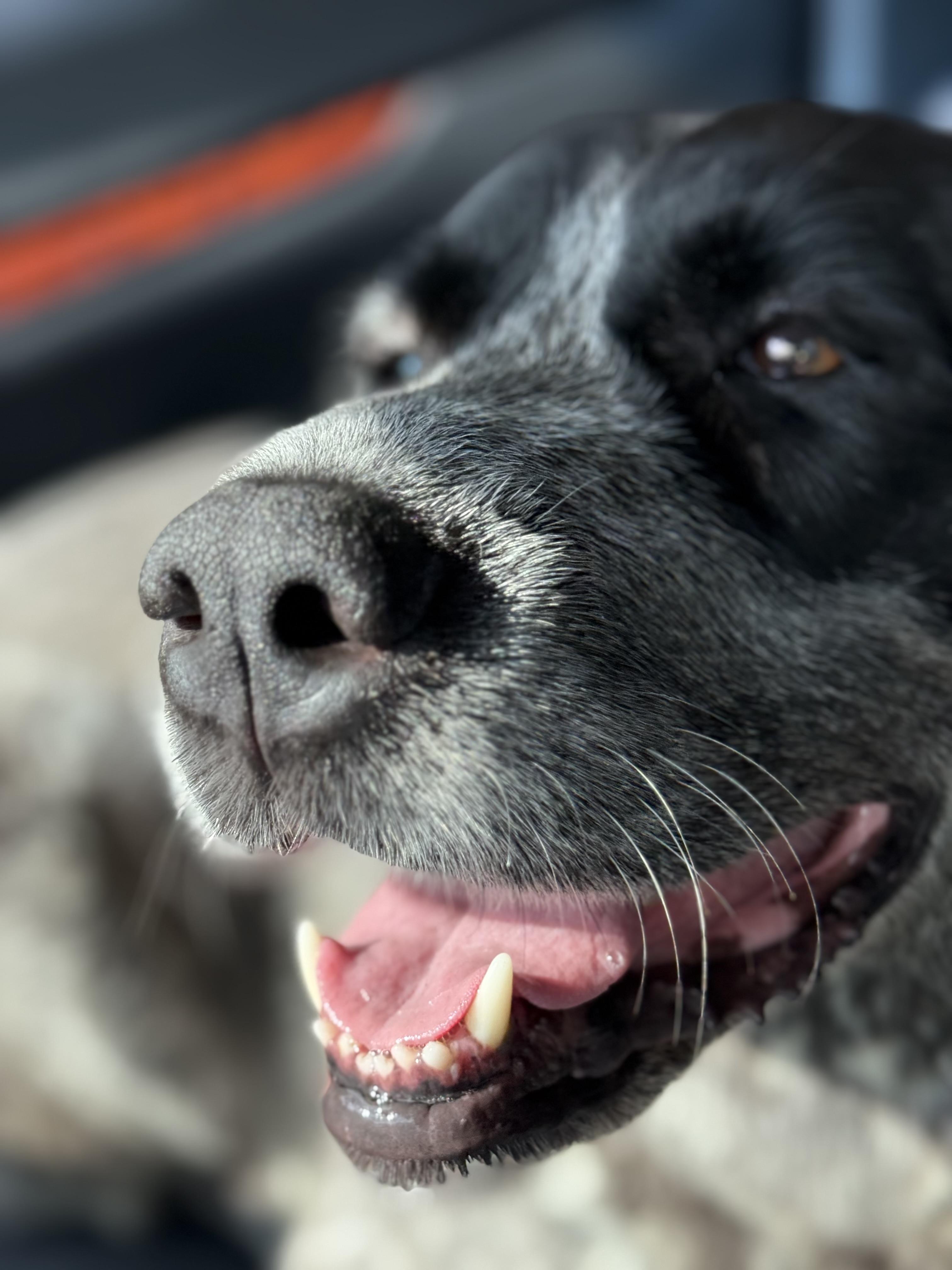 Remmie, a ADOPTABLE German Shorthaired Pointer in Middletown , CT image 2/4
