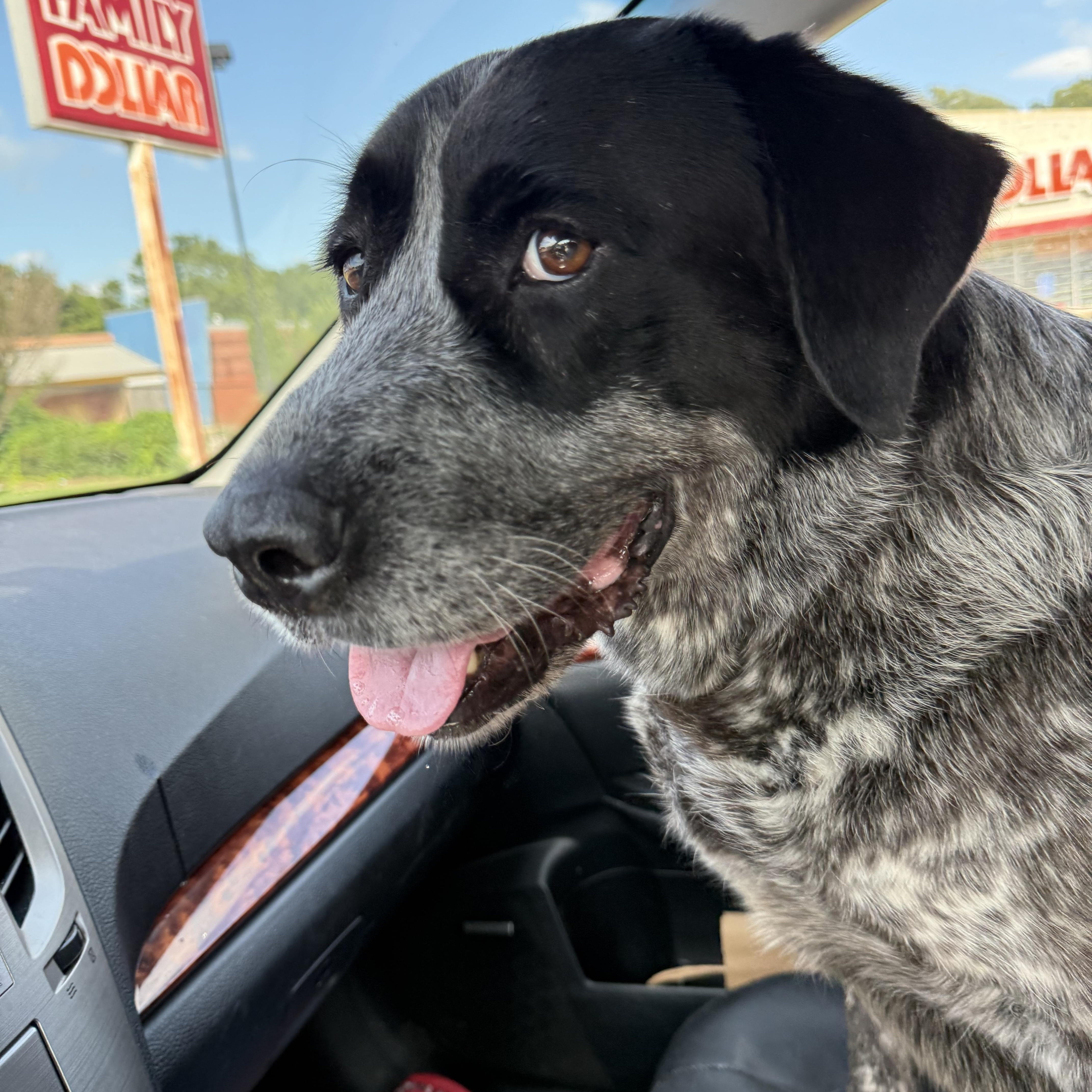 Remmie, a ADOPTABLE German Shorthaired Pointer in Middletown , CT image 3/4
